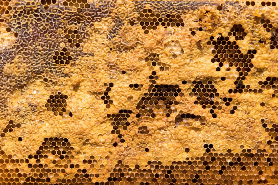 Beeswax Through History (From Prehistory To Current Days) - BZZWAX