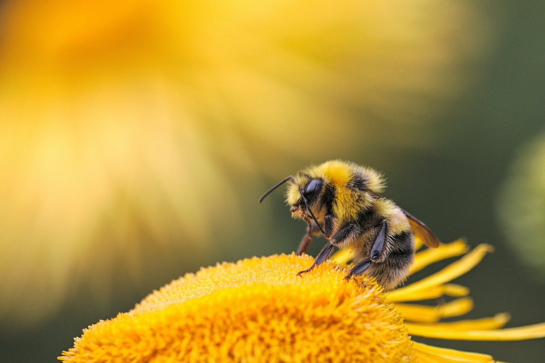 Bumble Bee: The Cutest Wild Pollinator - BZZWAX
