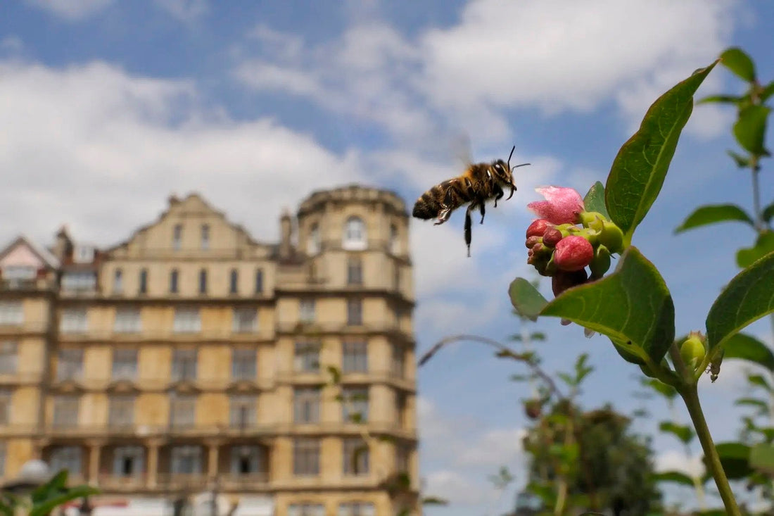 How To Help Bees And Wild Pollinators To Thrive In Big Cities? - BZZWAX