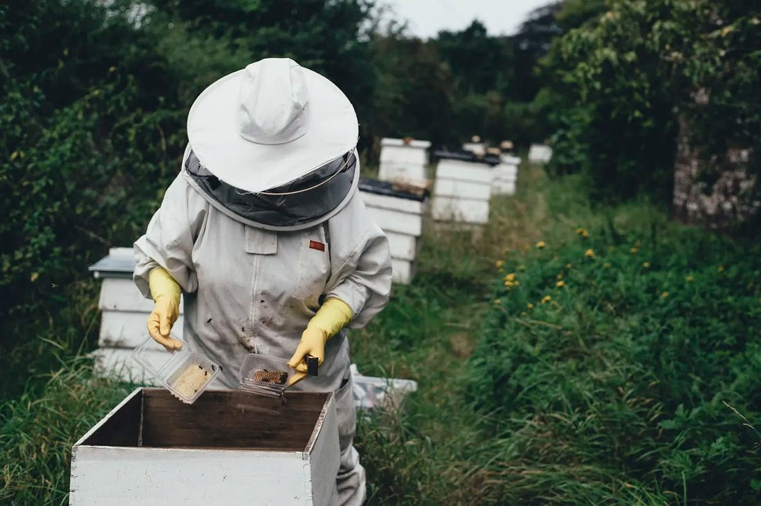 How To Support Beekeeping And Local Apiaries? - BZZWAX