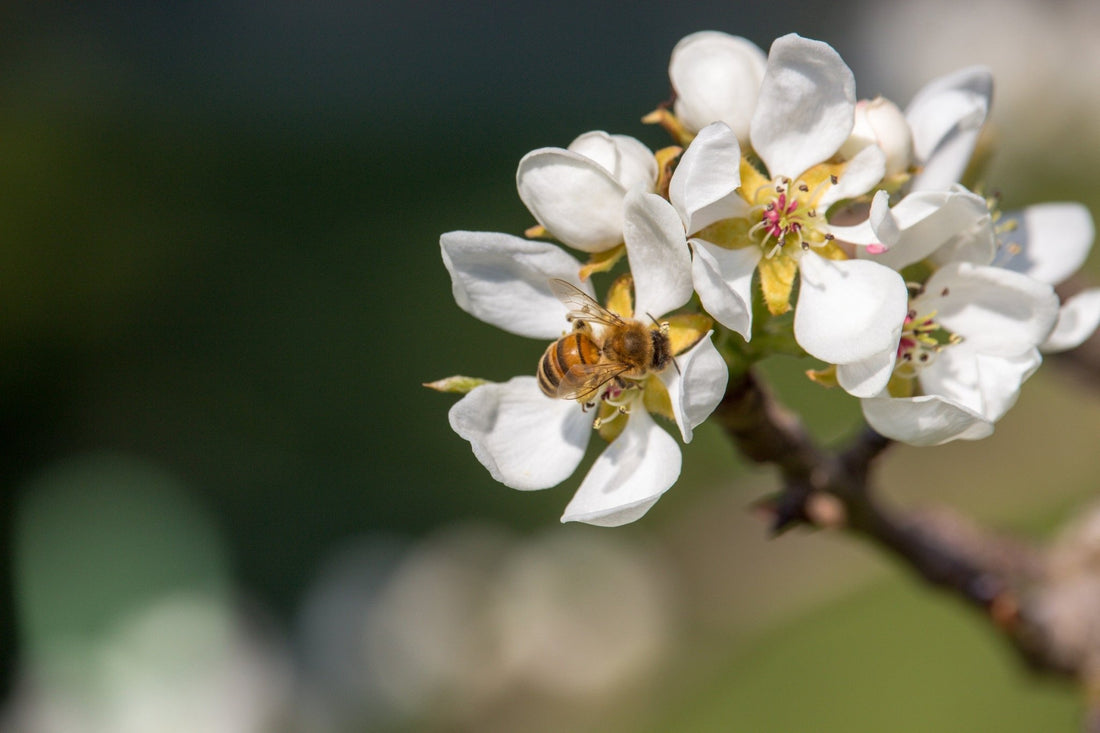 Manuka Honey: Types, Uses and Benefits - BZZWAX