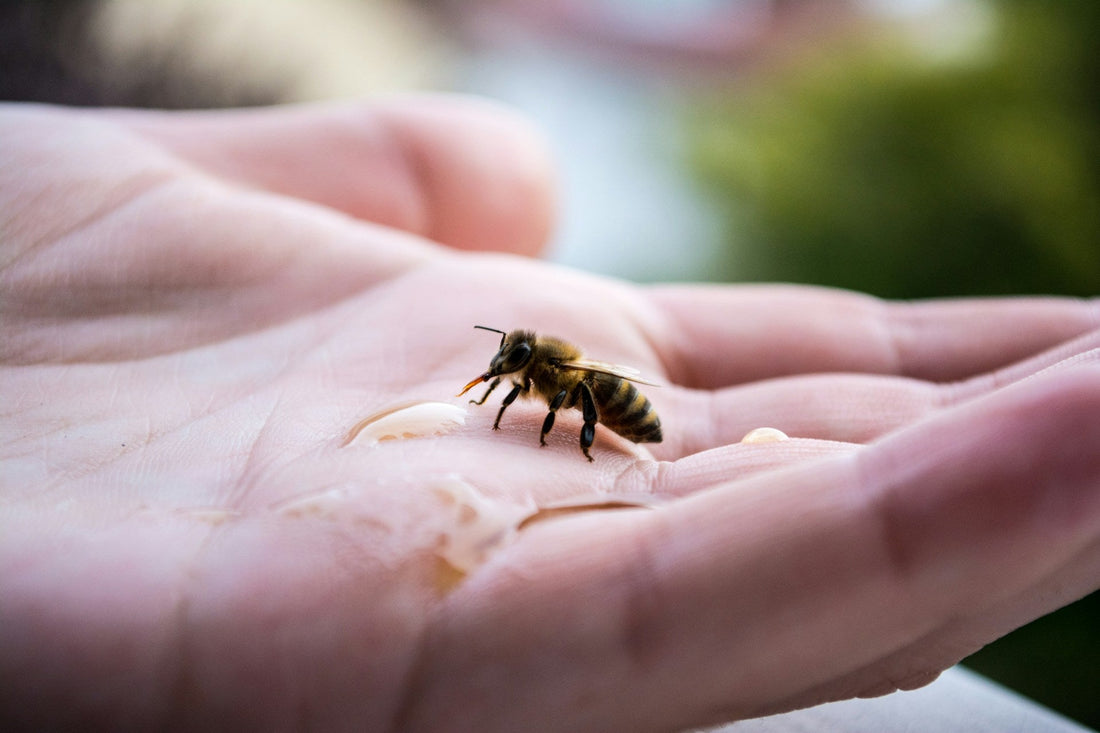 Sustainable Beekeeping Practices: Nurturing Nature's Wax - BZZWAX