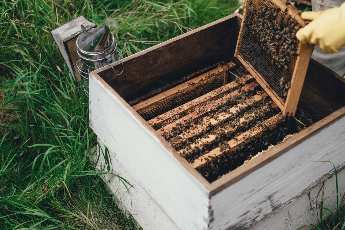 The Bee Hive: From Ancient Beginnings to Modern Beekeeping - BZZWAX