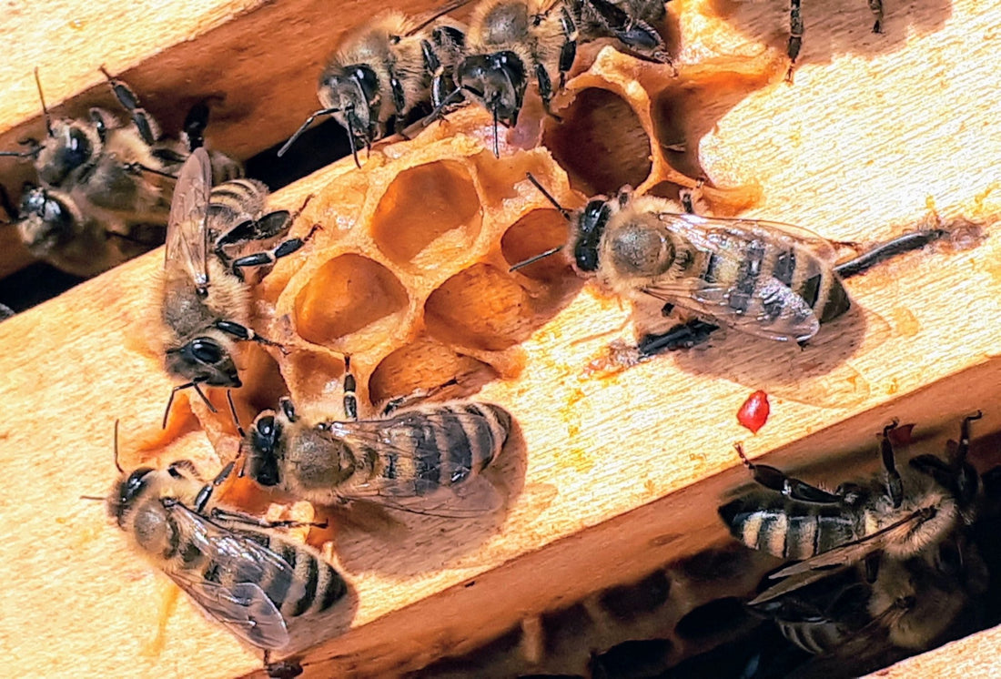 The Honey Bee: History, Anatomy, Behaviour, and Its Role as Pollinator - BZZWAX