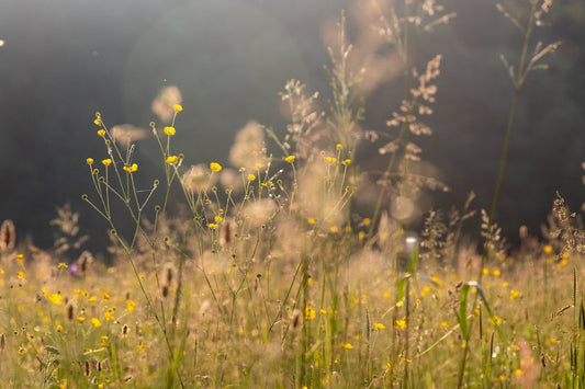 The Most Important Wild Pollinators: Their Favourite Flowers and Habitat Support - BZZWAX