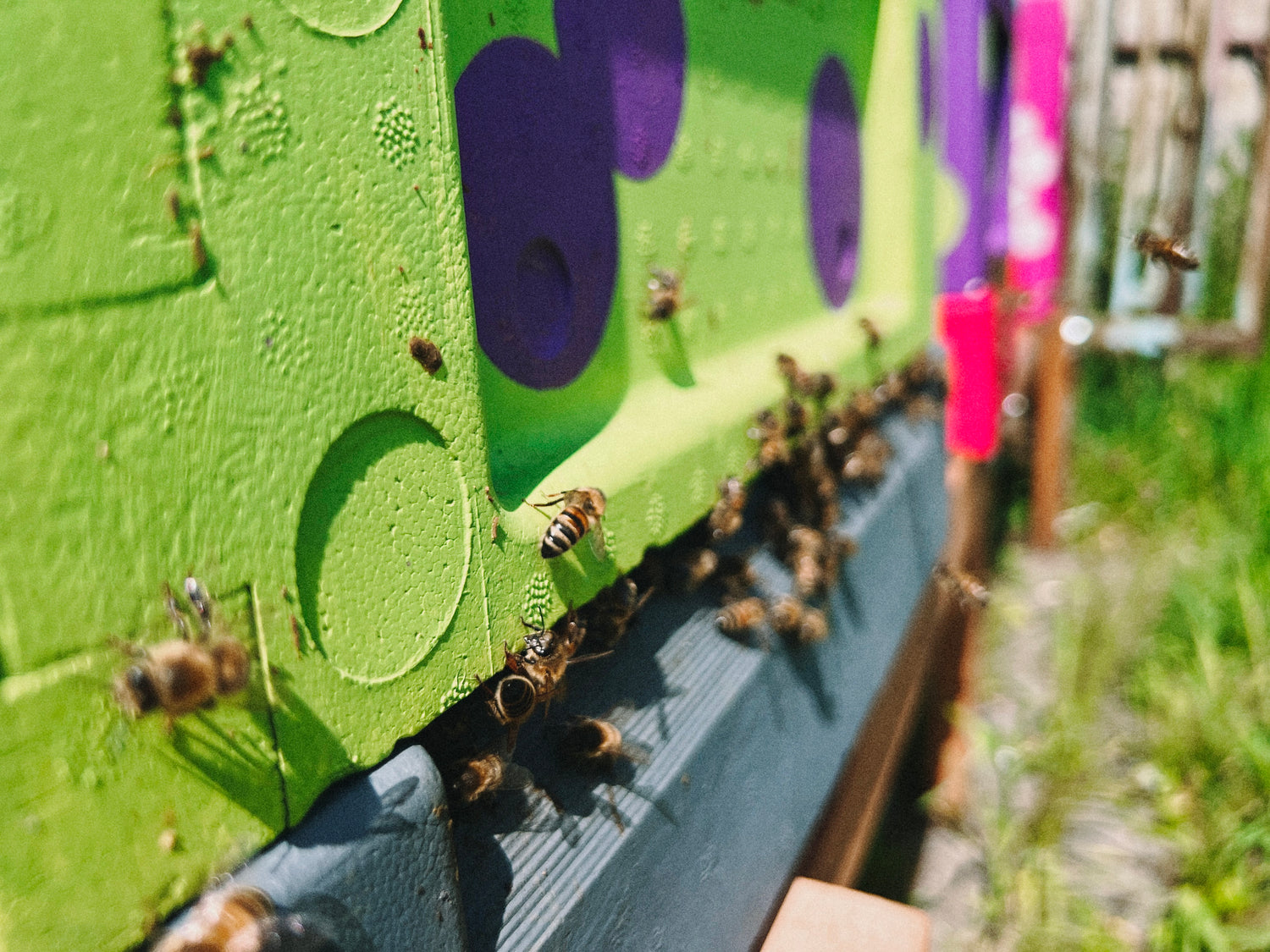 beekeeper-interview-gael-wilkinson